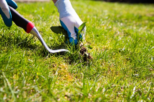 someone pulling weeds out of lawn