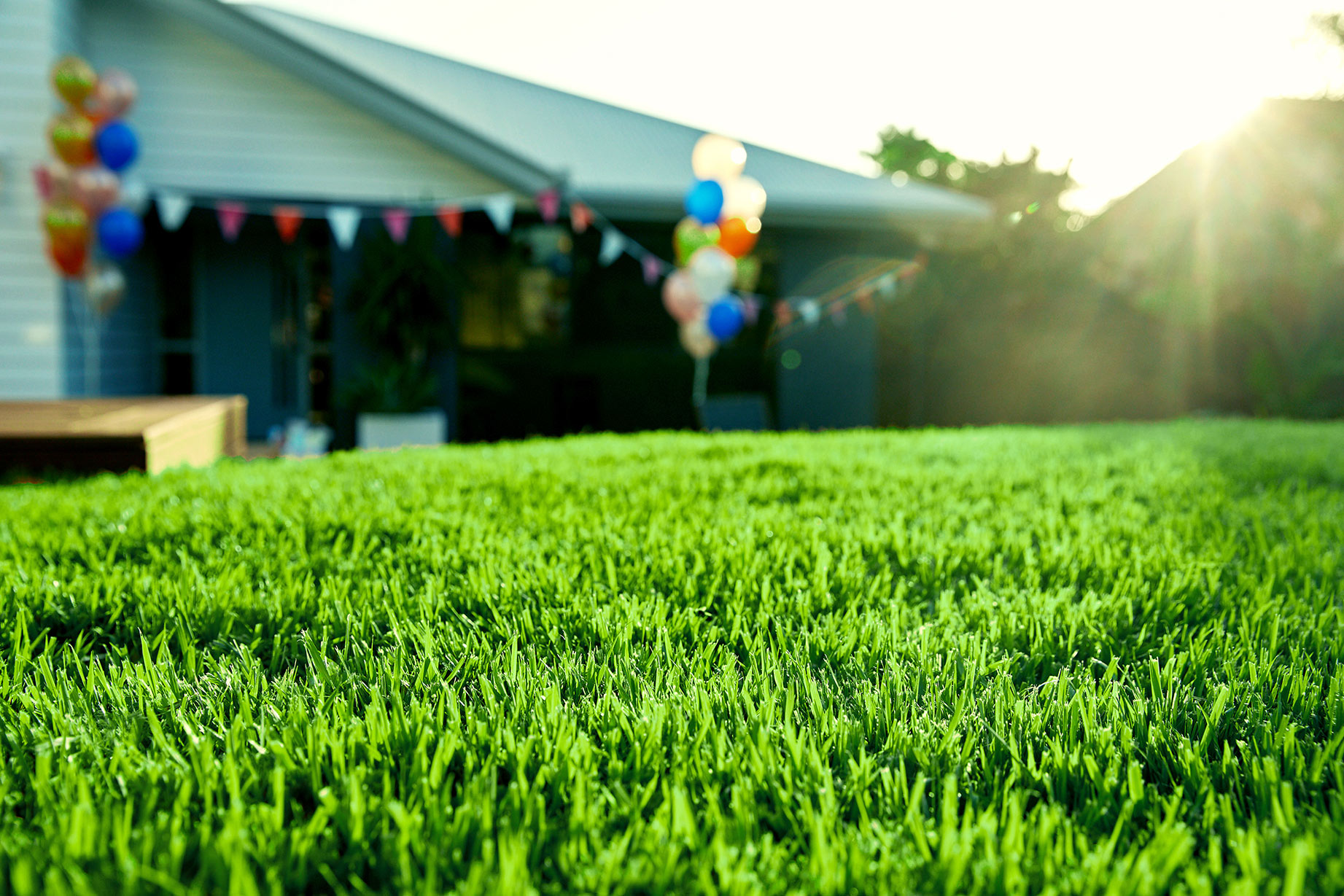 Freshly Layed Empire Zoysia turf Grass in Backyard of Residential Home