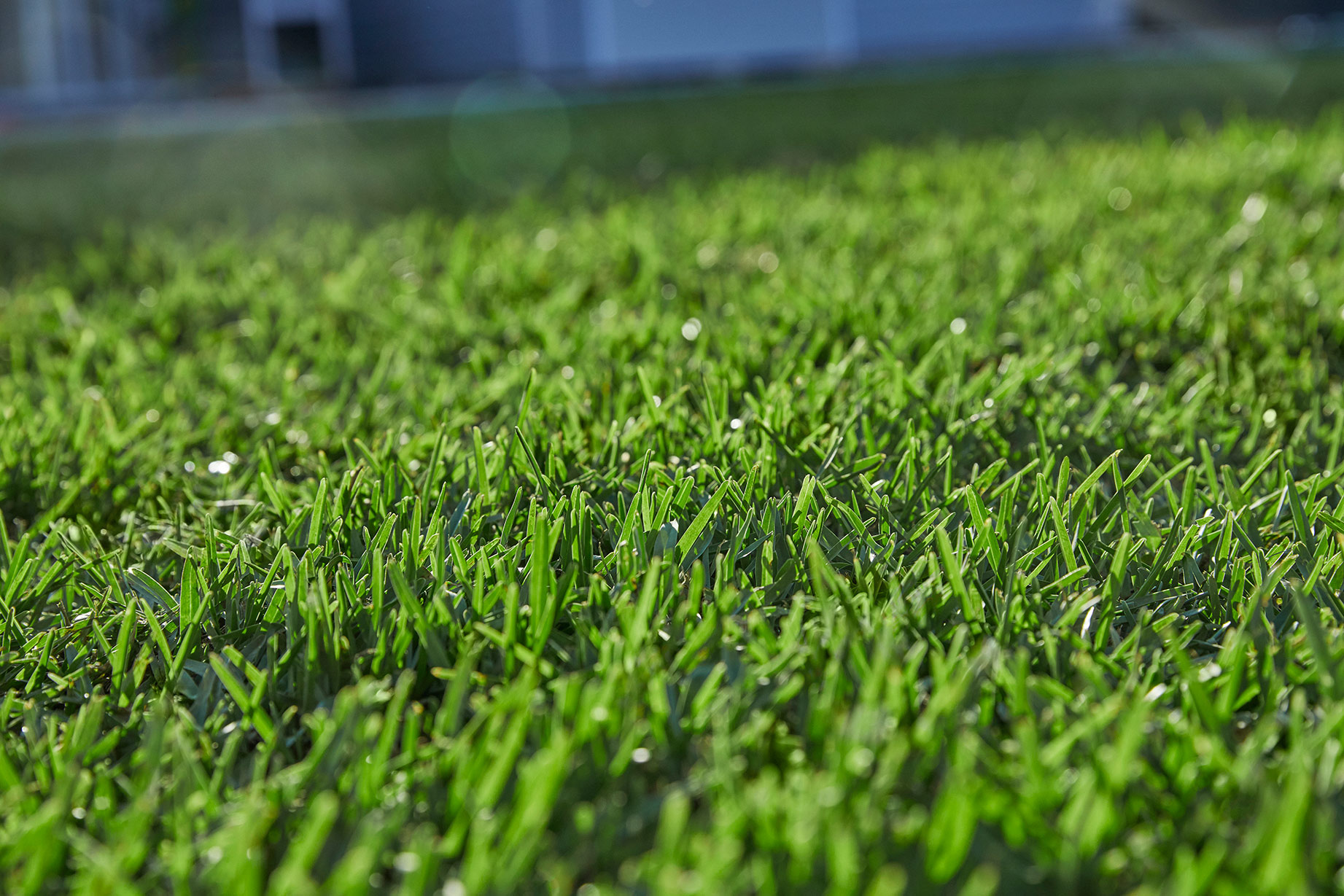 Natural Grass Vs Artificial Turf / Natural vs Artificial: which is better? | J&B Buffalo Turf ... : Natural grass requires several hours of work each week to keep it looking its best.