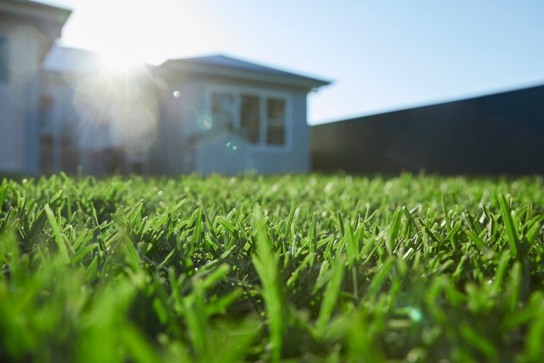 Best Grass for Brisbane Climate (Turf Types) myhomeTURF