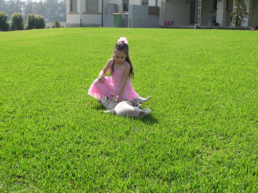 Choosing the Best Grass for Kids & Pets | myhomeTURF