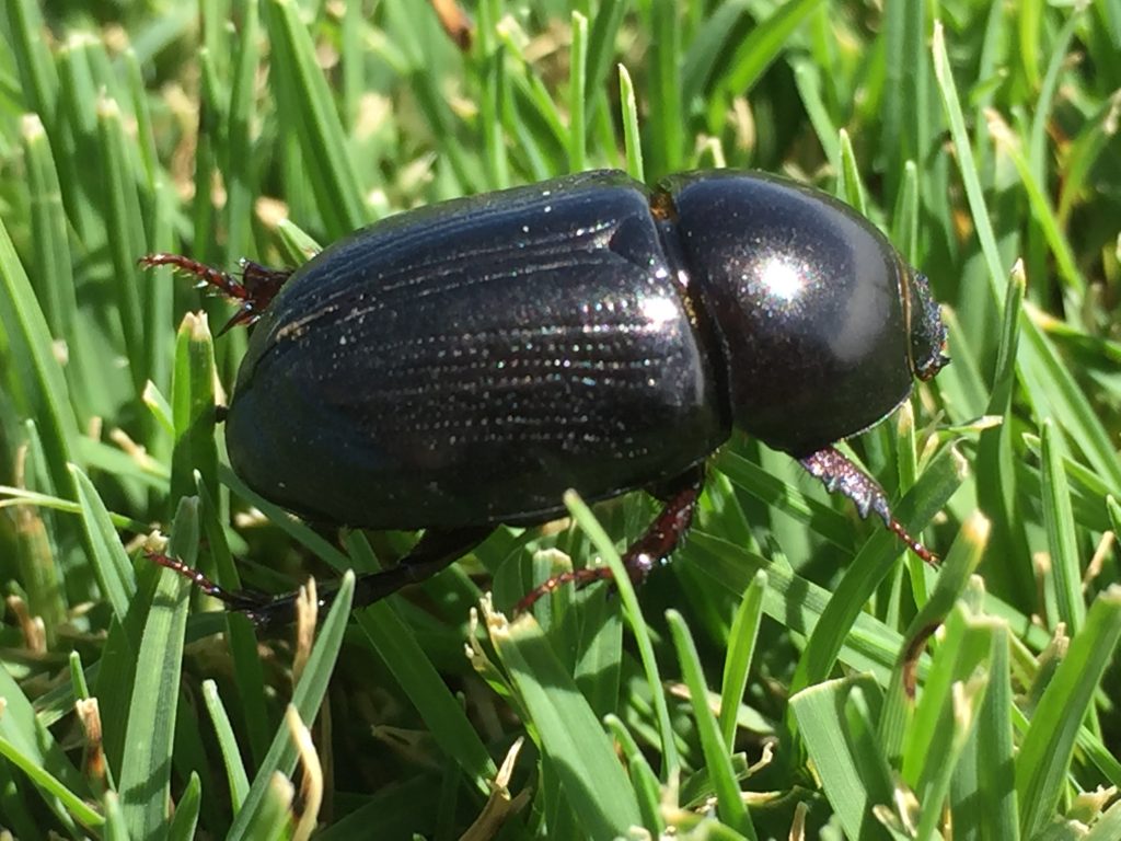 Black Beetle on Grass