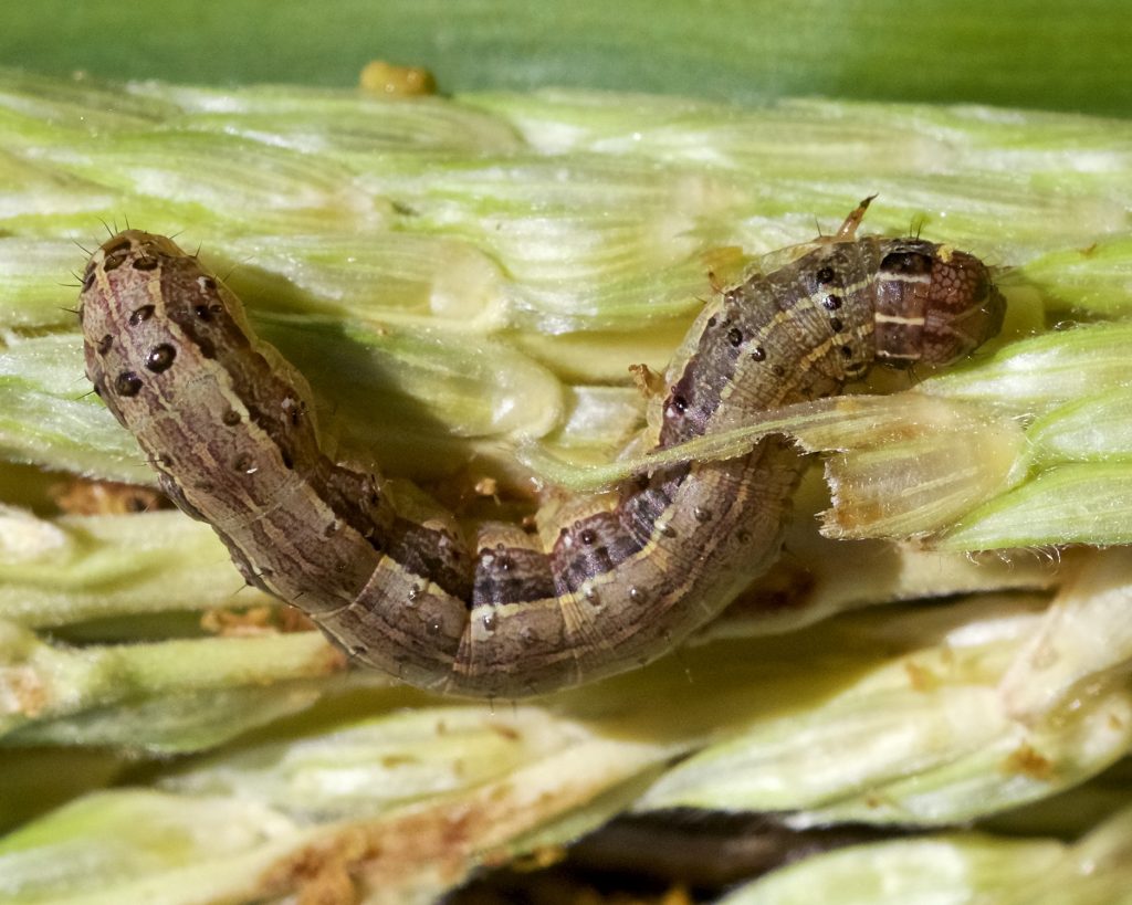 Army Worm in Grass