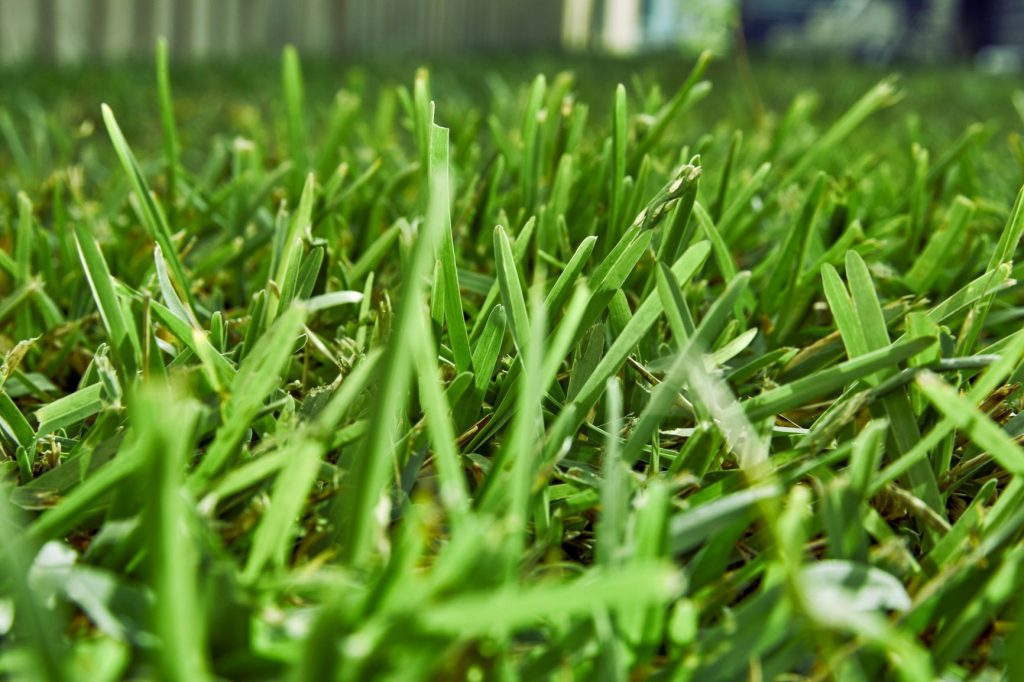 palmetto close-up shot of grass blade