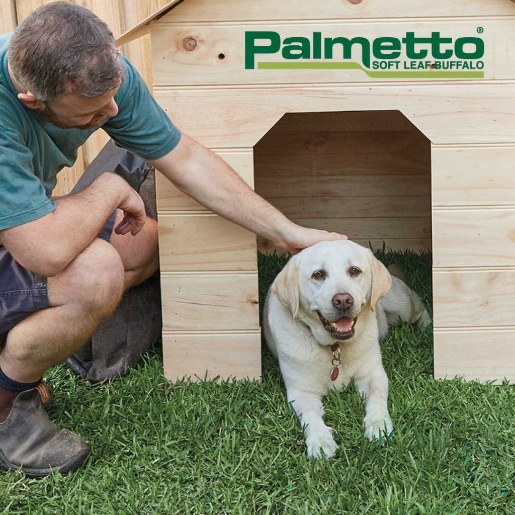 Man and his Dog on Palmetto Soft Leaf Buffalo Lawn