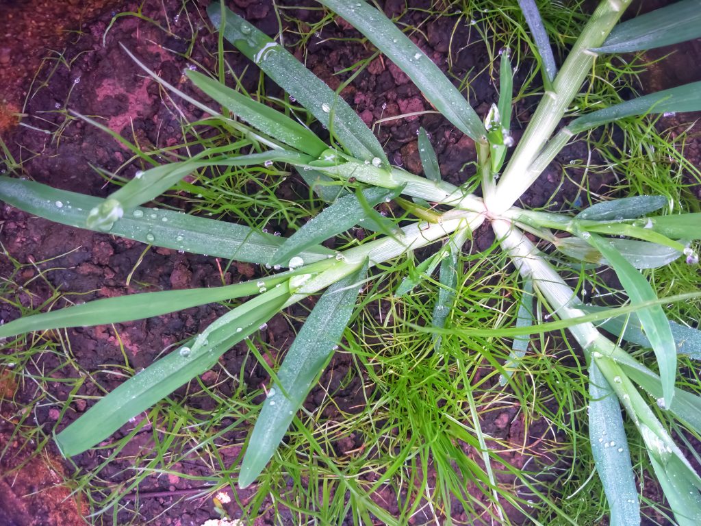 creeping weeds identification