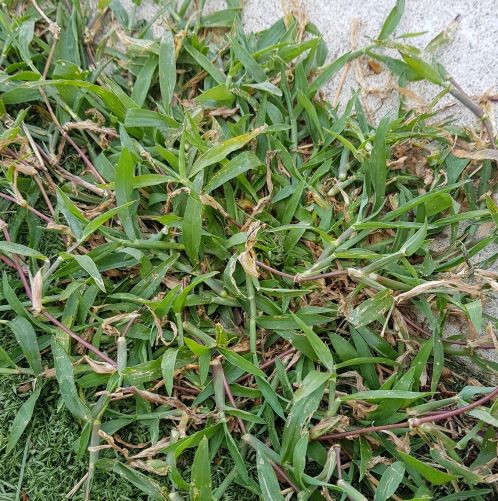 How To Identify & Kill These Annoying Lawn Weeds