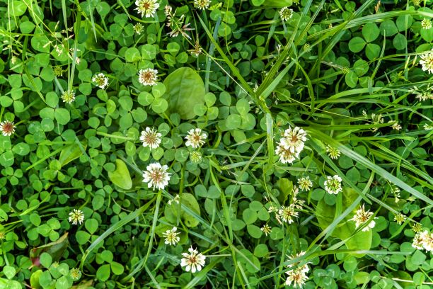 Clover Weeds