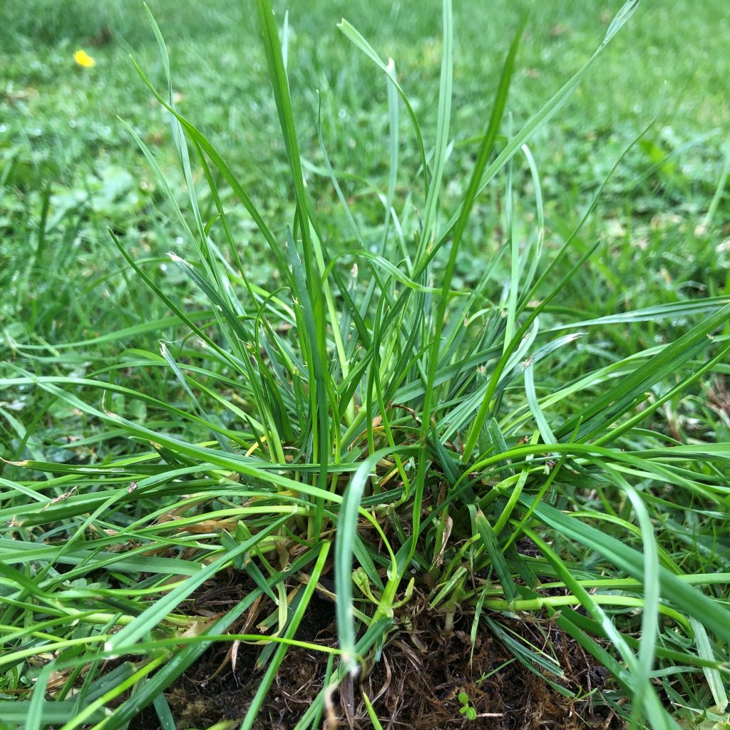 How To Kill Weeds In Buffalo Lawns My Home Turf