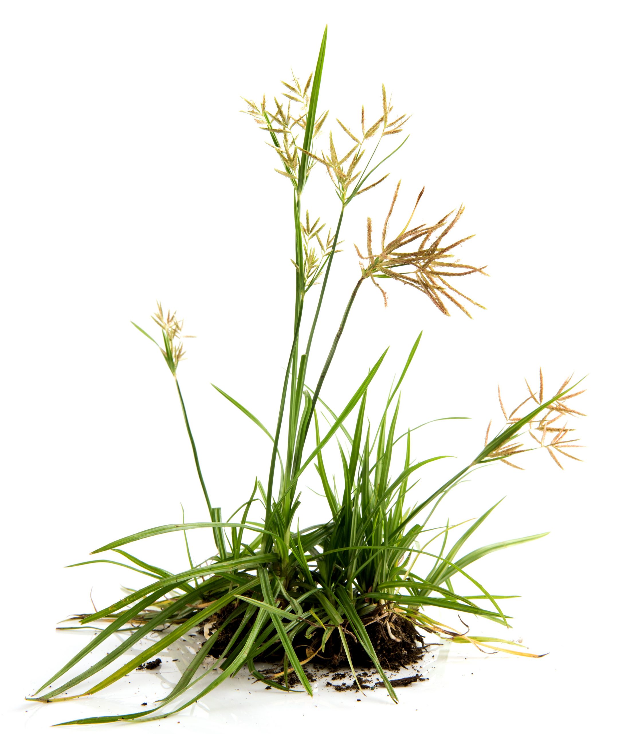 Image of Nut grass flowers