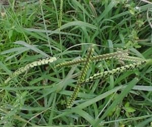 Paspalum Weed