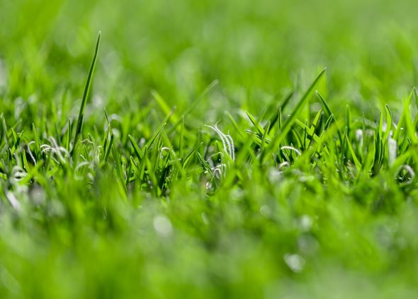 green australian kikuyu lawn