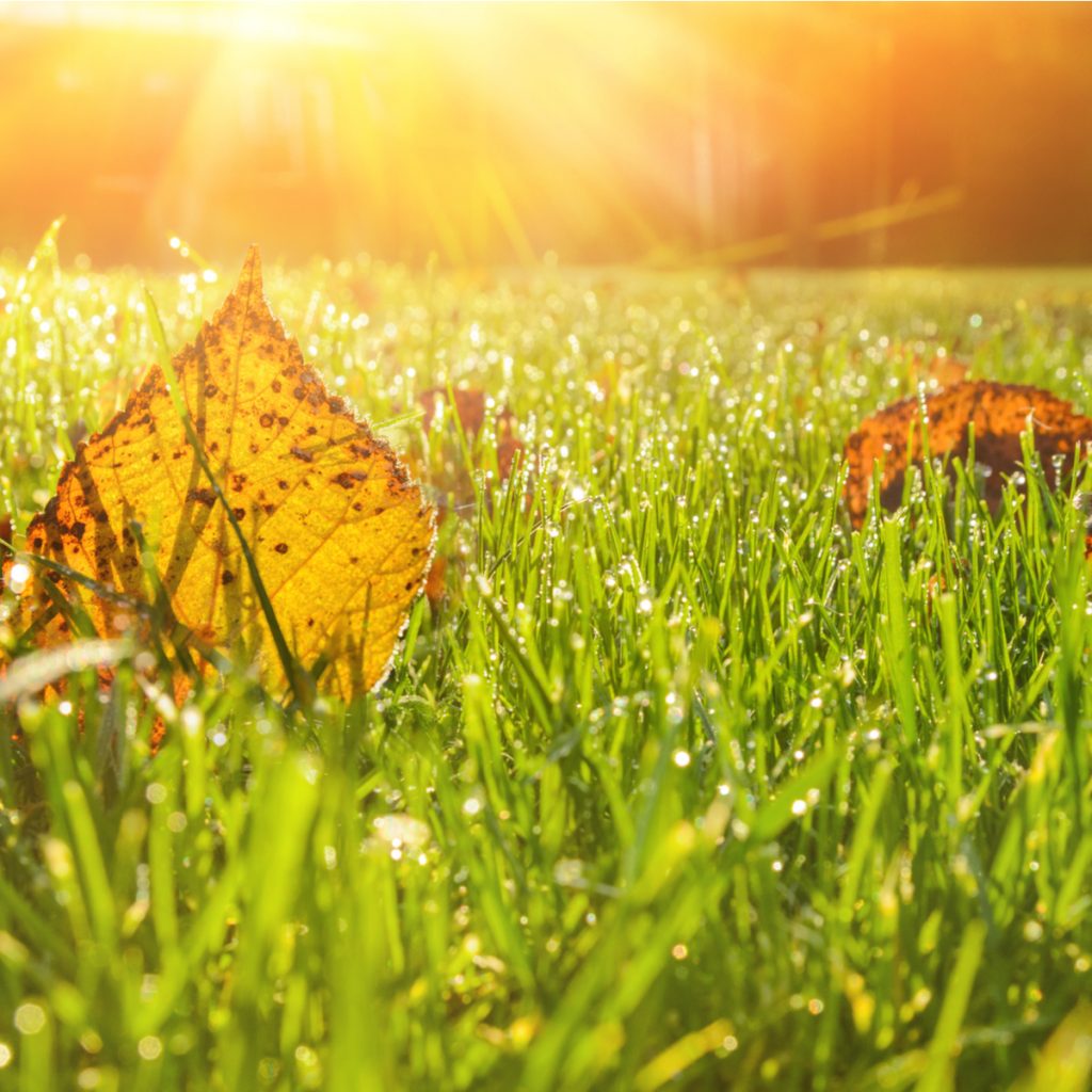 lawn in autumn light