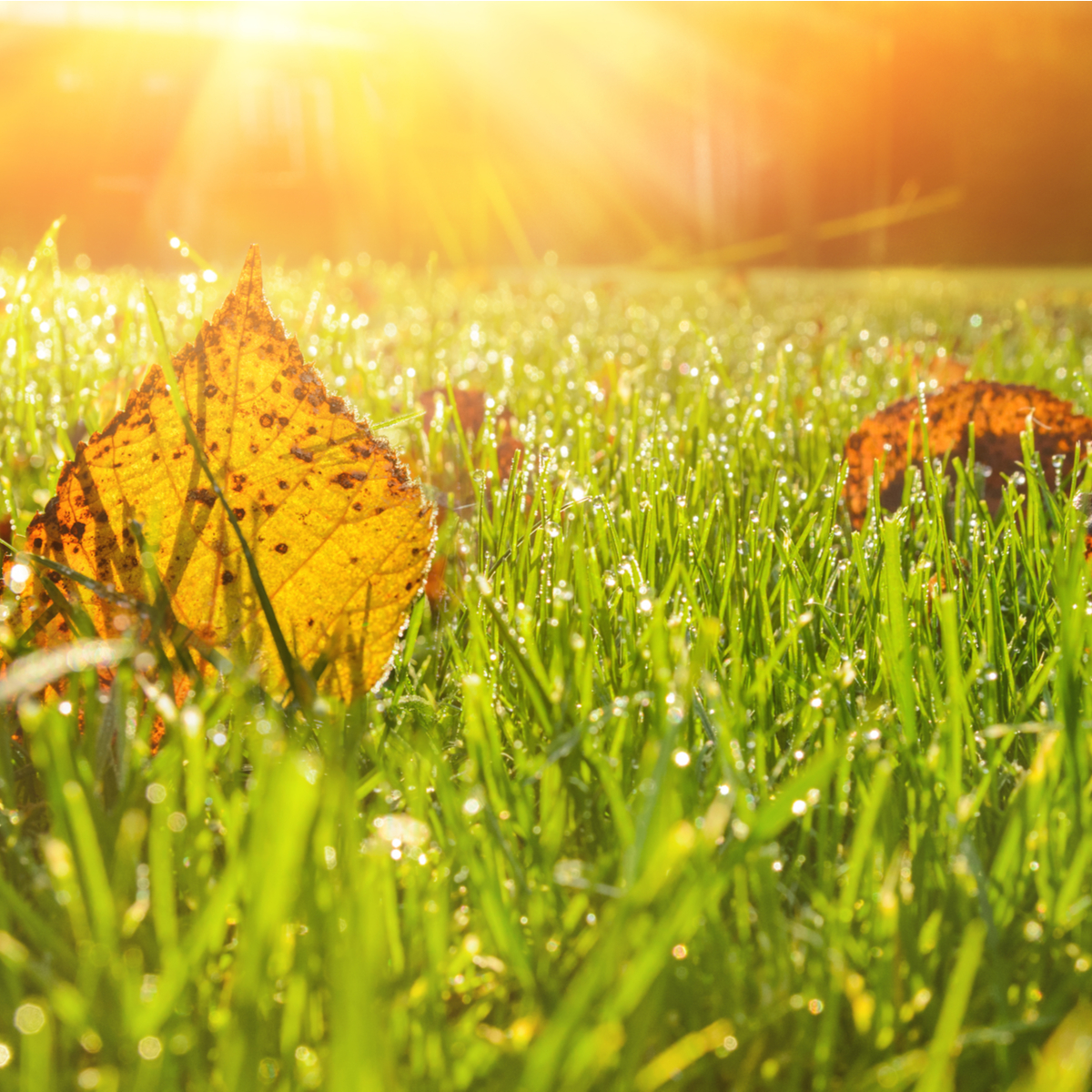 Fertilising Your Lawn In Autumn Myhometurf