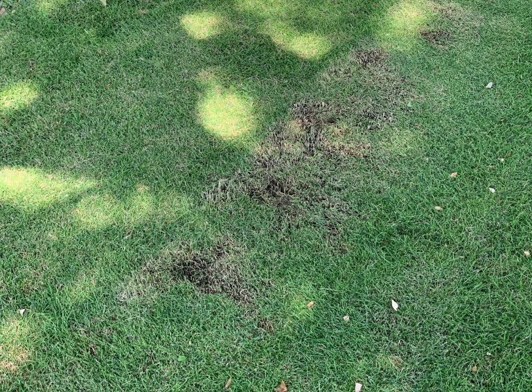Controlling Black Spot On Lawns My Home Turf
