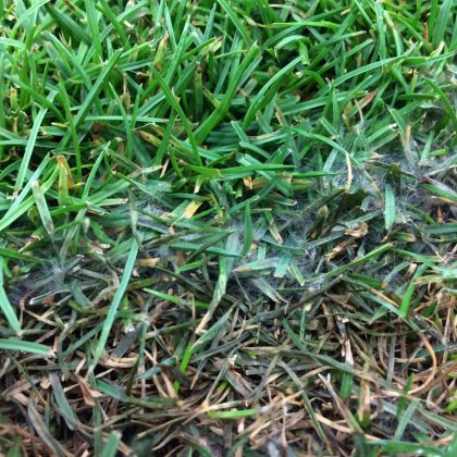 Pythium blight.