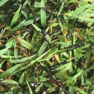 black spot lawn disease on lawn
