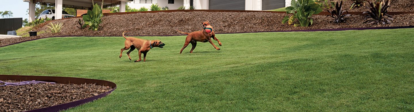 Nara Native Zoysia dogs and lawns