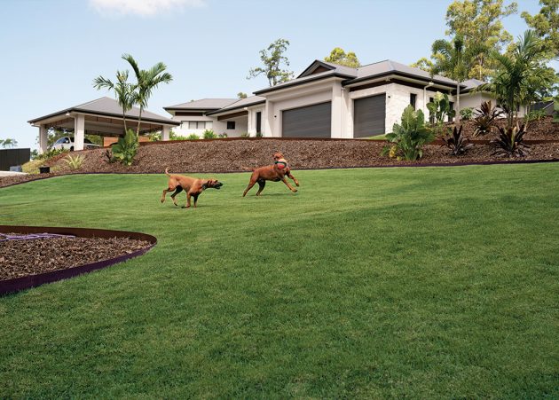 Nara Native Zoysia dogs and lawns