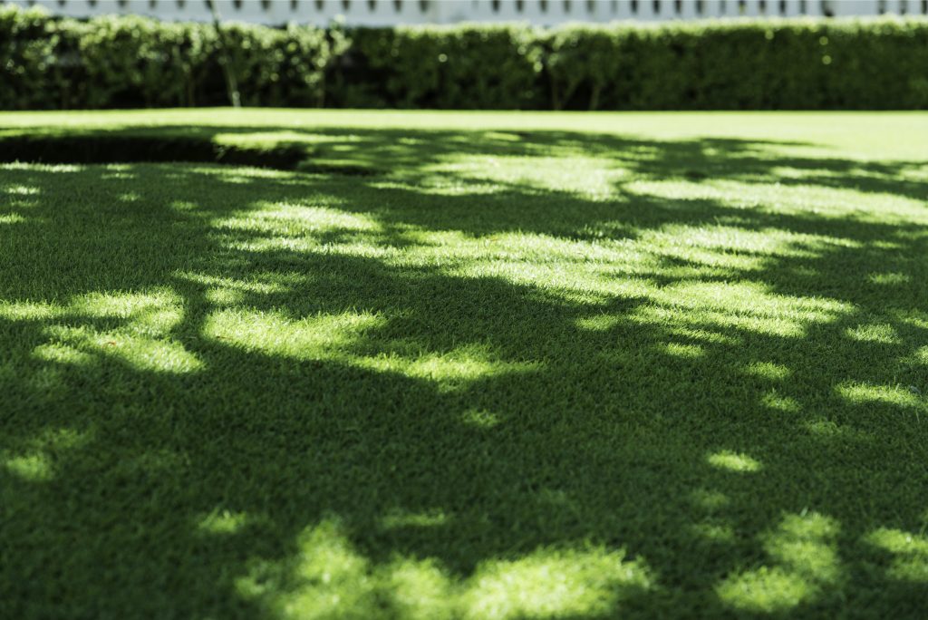 shaded lawn