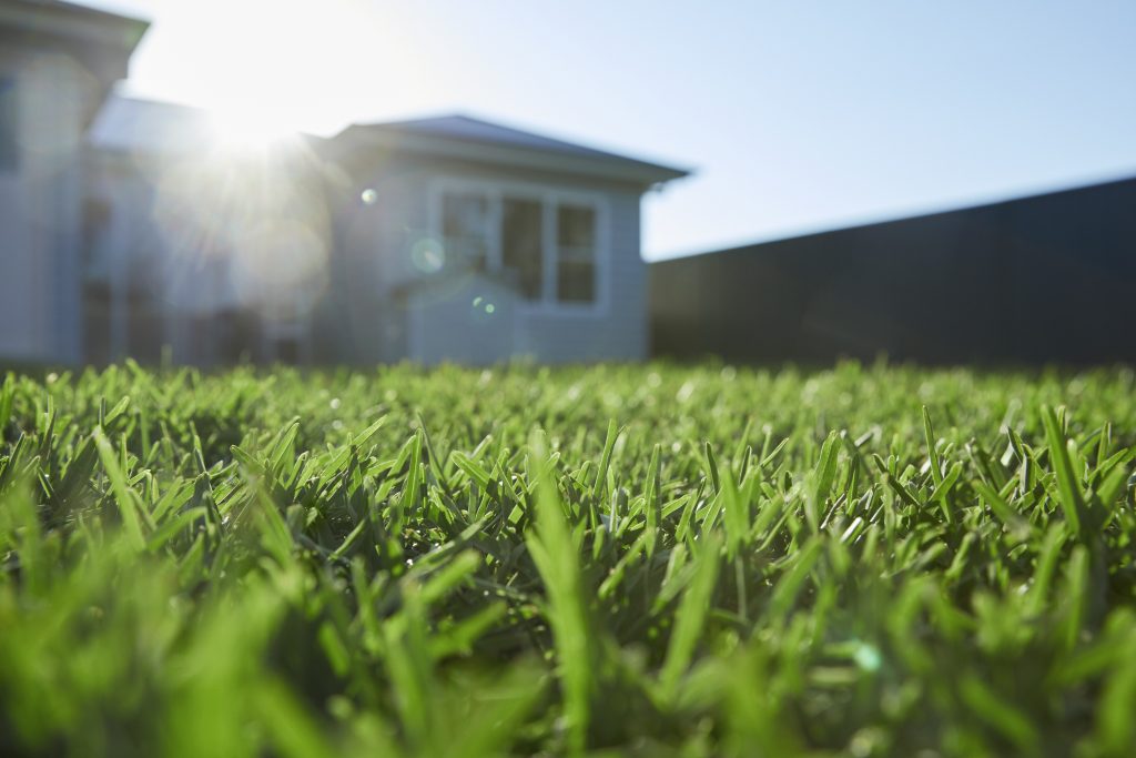Turf Types for Adelaide Climate - Buffalo Grasses