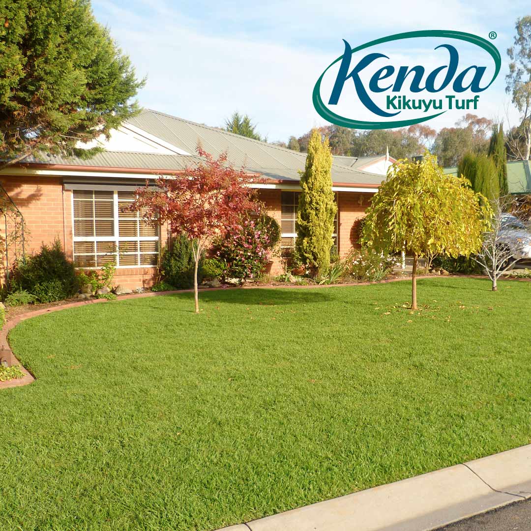 Best Grass for Brisbane Climate (Turf Types) myhomeTURF