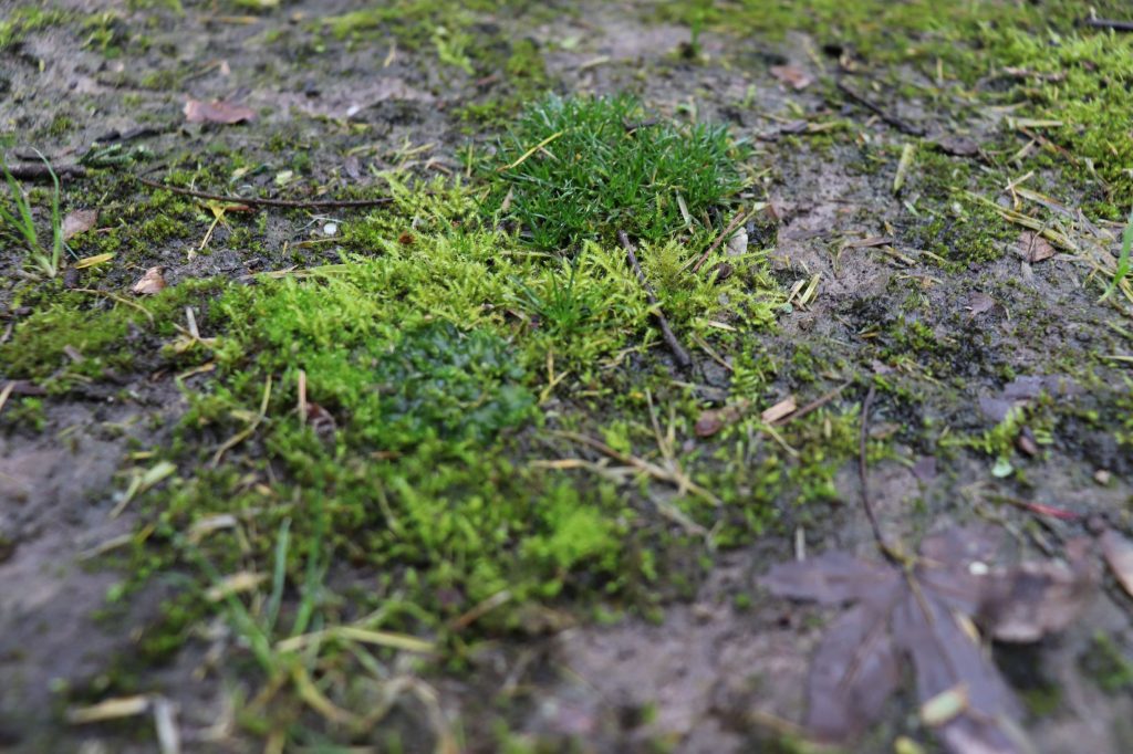 Moss In Garden Grass At Mary Lockridge Blog