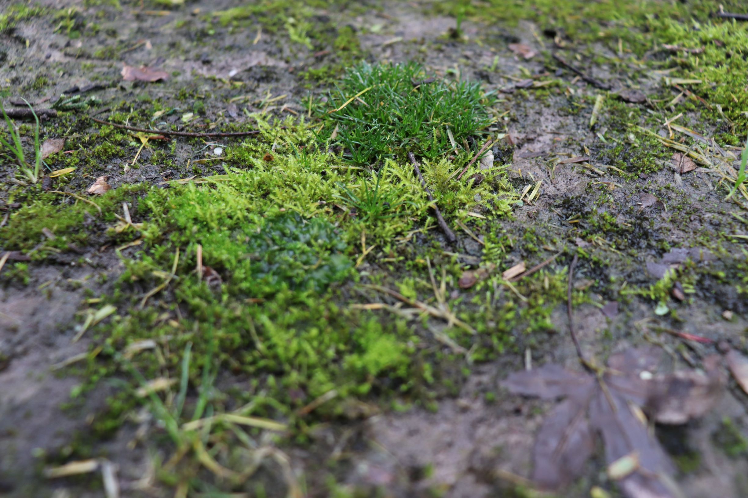 Reasons to Grow Moss Where Grass Will Not Survive