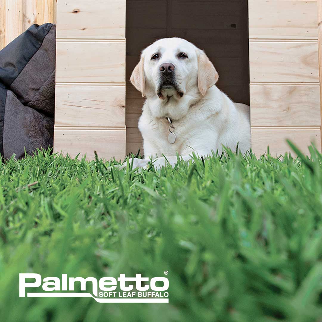 Palmetto® Buffalo Grass | Lawn Guide | myhomeTURF