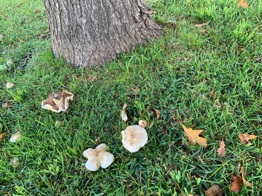 Why do I have mushrooms in my lawn?