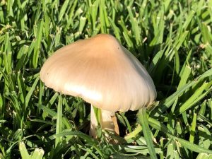 fairy ring fungi in lawn