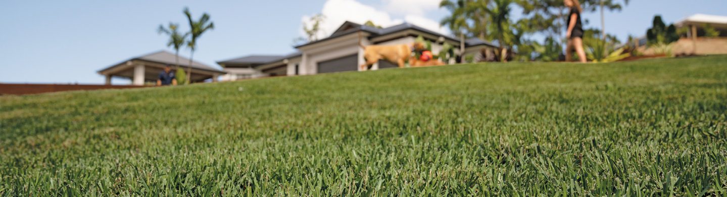 An Australian house surrounded by Nara Zoysia turf supplied by one of myhomeTURF's local growers.
