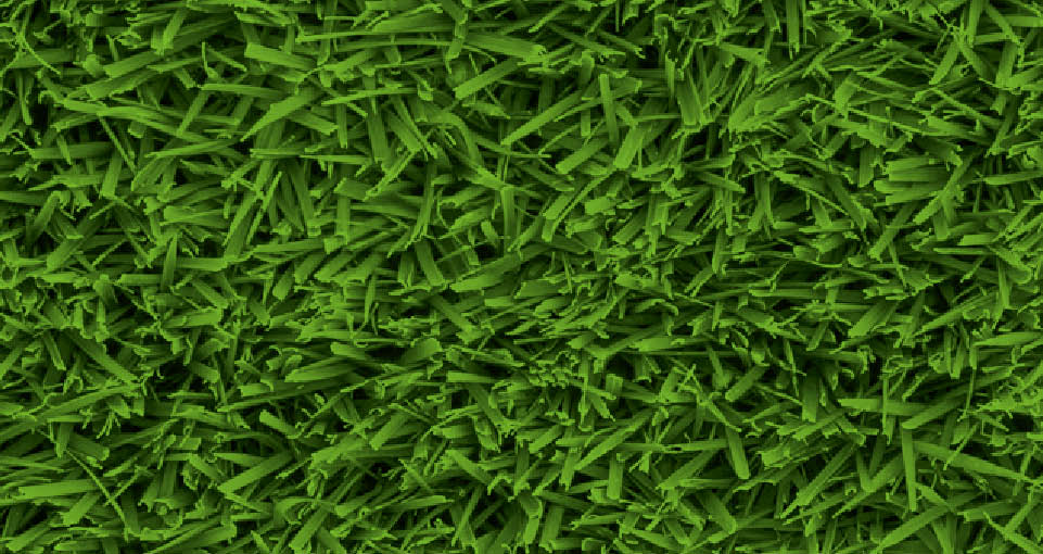 Augusta Zoysia Turf