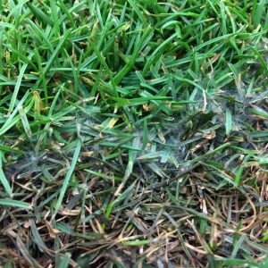 How to Control Fall Armyworms in Your Lawn