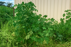 Common Lawn Weeds of the Central Coast