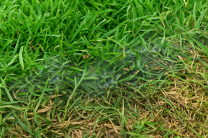 Controlling black spot on lawns