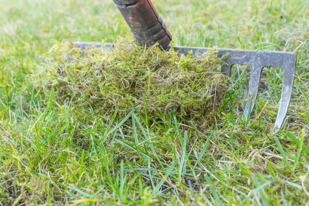 Removing Moss from a lawn with a Rake