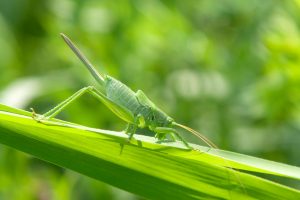 grasshopper on lawn