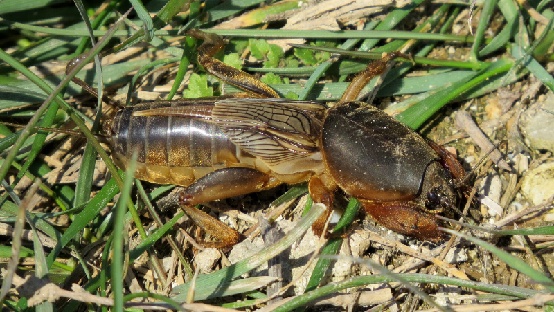 Mole Cricket