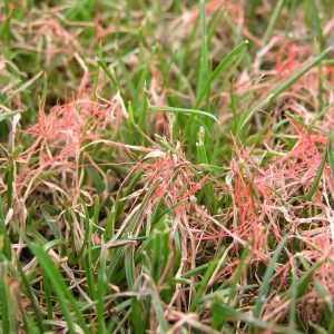 red thread lawn disease