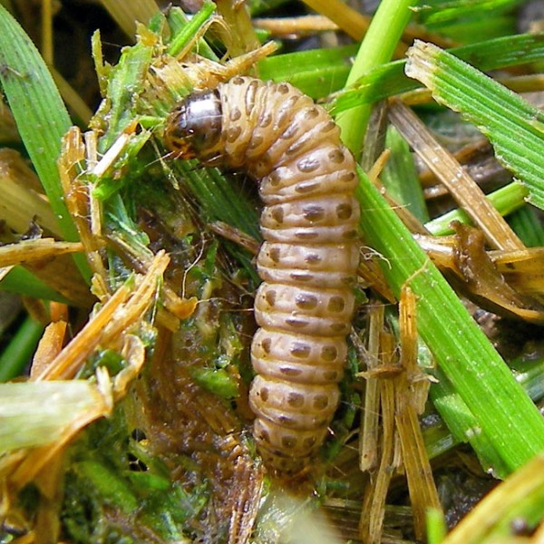 Sod Webworm