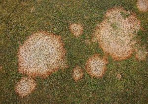 fusarium patch on lawn