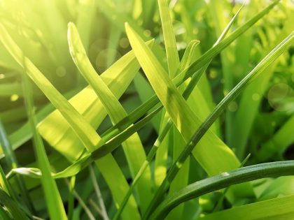 Close-up Shot of Turf