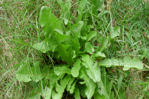 Common lawn weeds in New South Wales