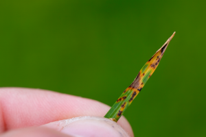 Common lawn diseases