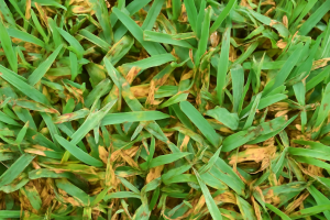 How to Control Grey Leaf Spot