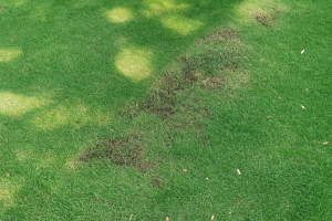 When it’s Too Hot to Mow Your Lawn