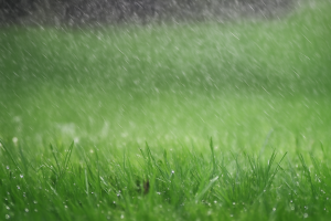 Watering lawn during drought conditions