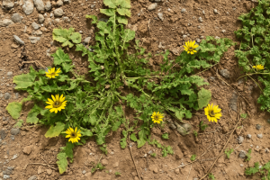 Common lawn weeds in Queensland