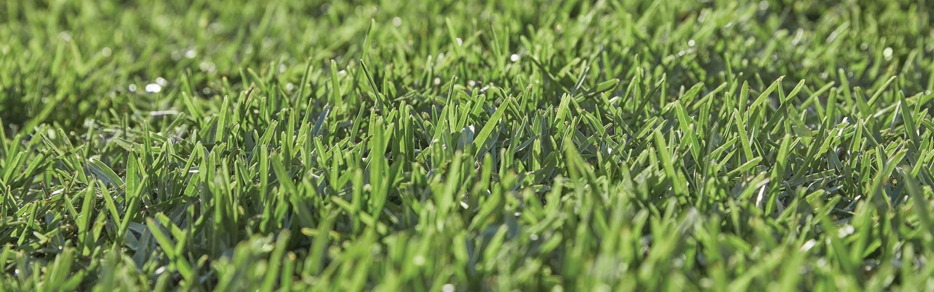 4 Lawn care tips during a drought